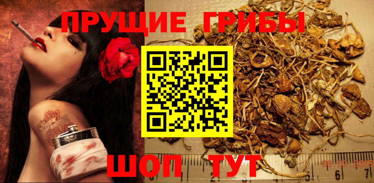 Псилоцибиновые грибы Cubensis Конаково
